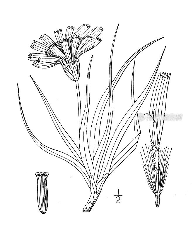 古植物学植物插图:Nothocalais cuspidata, False calais